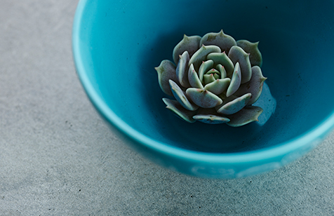 succulent_01